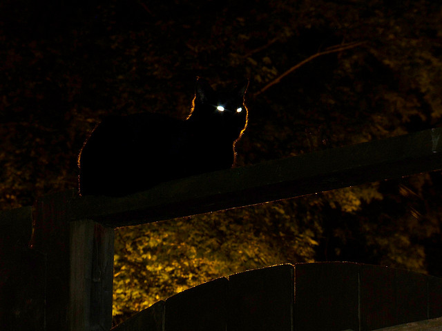 A cat with glowing sitting on top of a fence at night